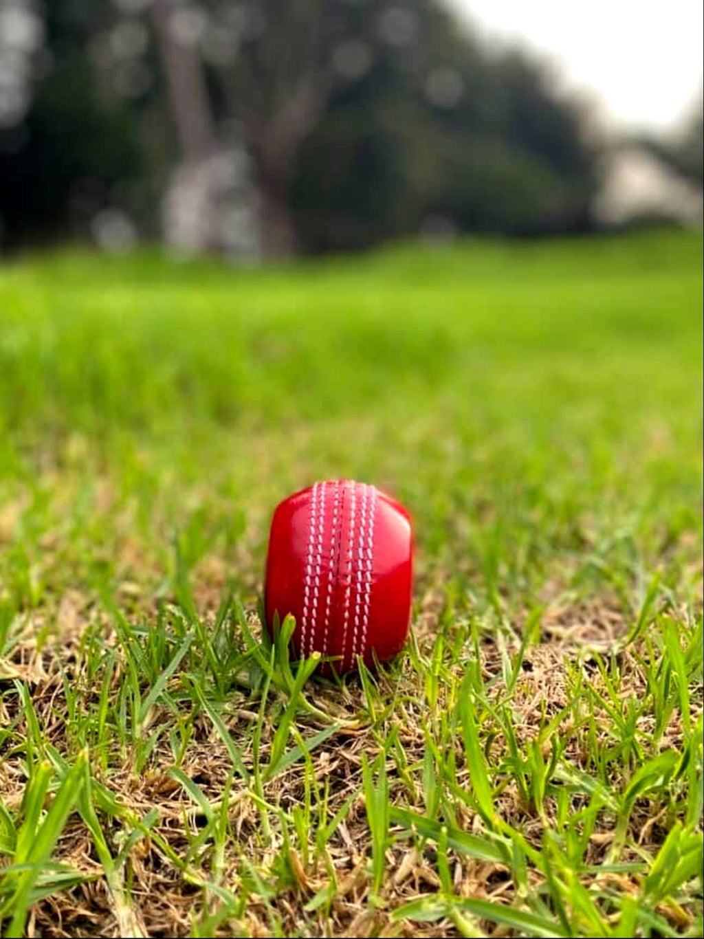 Red cricket ball on a grassy field with trees in the background